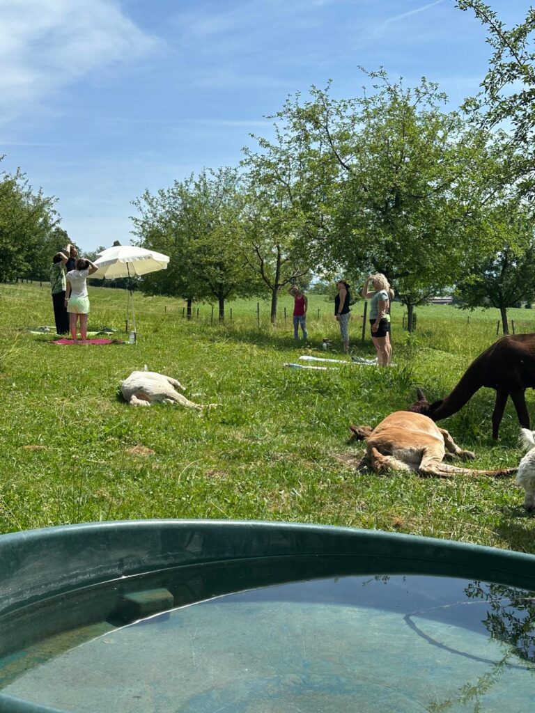 Lebenshof Aurelio: Alpaka Yoga