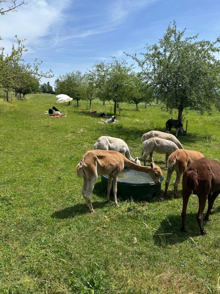 Lebenshof Aurelio: Alpaka Yoga