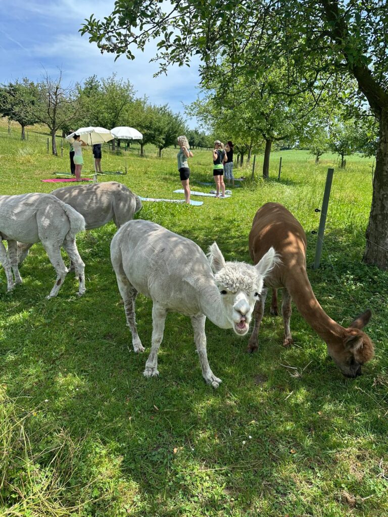 Lebenshof Aurelio: Alpaka Yoga