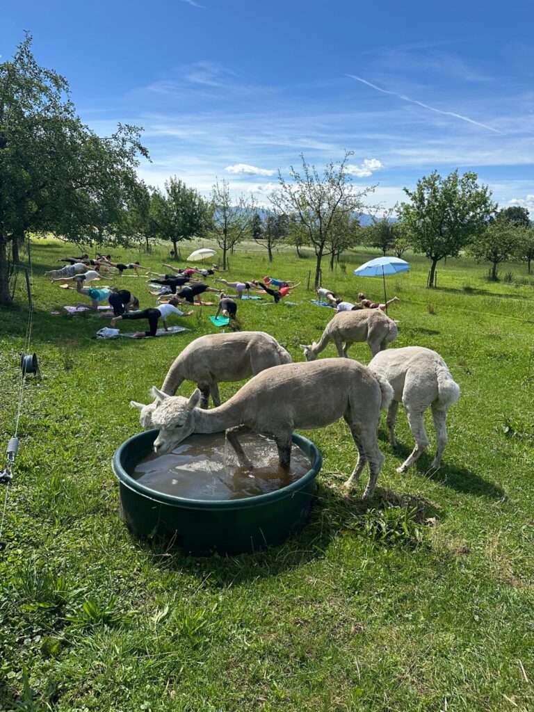 Lebenshof Aurelio: Alpaka Yoga