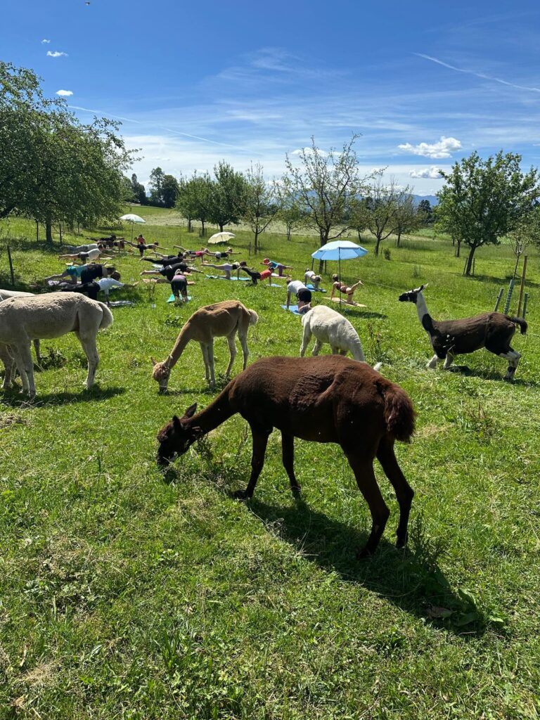 Lebenshof Aurelio: Alpaka Yoga