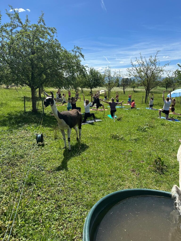 Lebenshof Aurelio: Alpaka Yoga