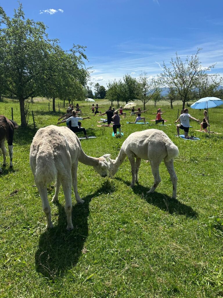 Lebenshof Aurelio: Alpaka Yoga