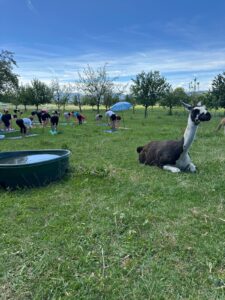Lebenshof Aurelio: Alpaka Yoga