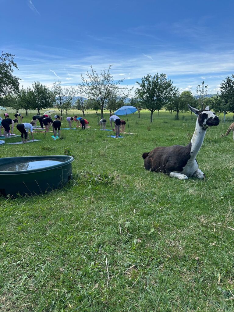 Lebenshof Aurelio: Alpaka Yoga