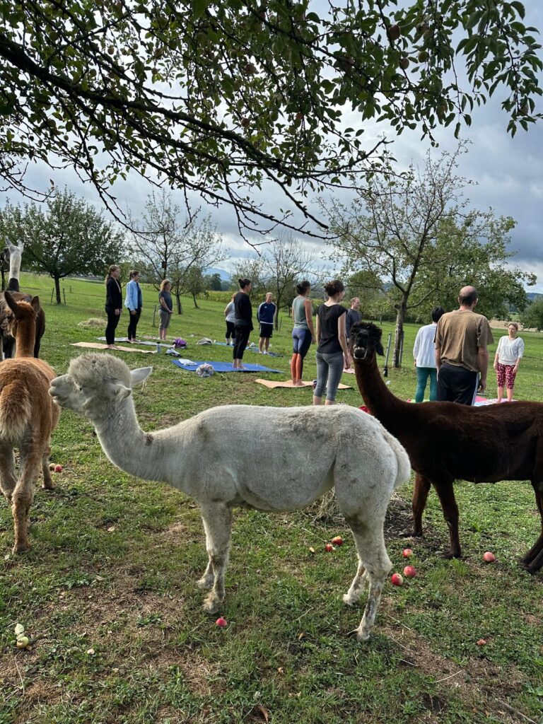 Lebenshof Aurelio: Alpaka Yoga