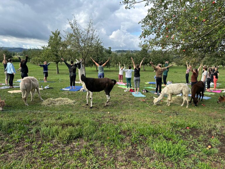 Lebenshof Aurelio: Alpaka Yoga