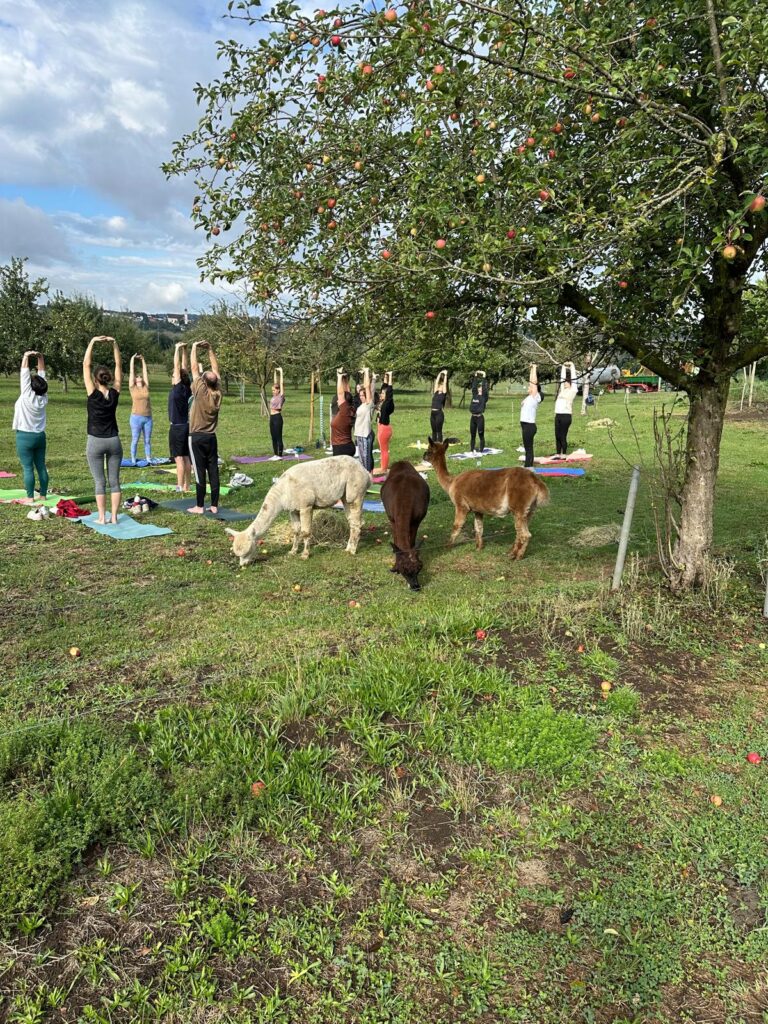 Lebenshof Aurelio: Alpaka Yoga