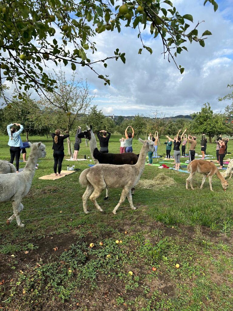 Lebenshof Aurelio: Alpaka Yoga