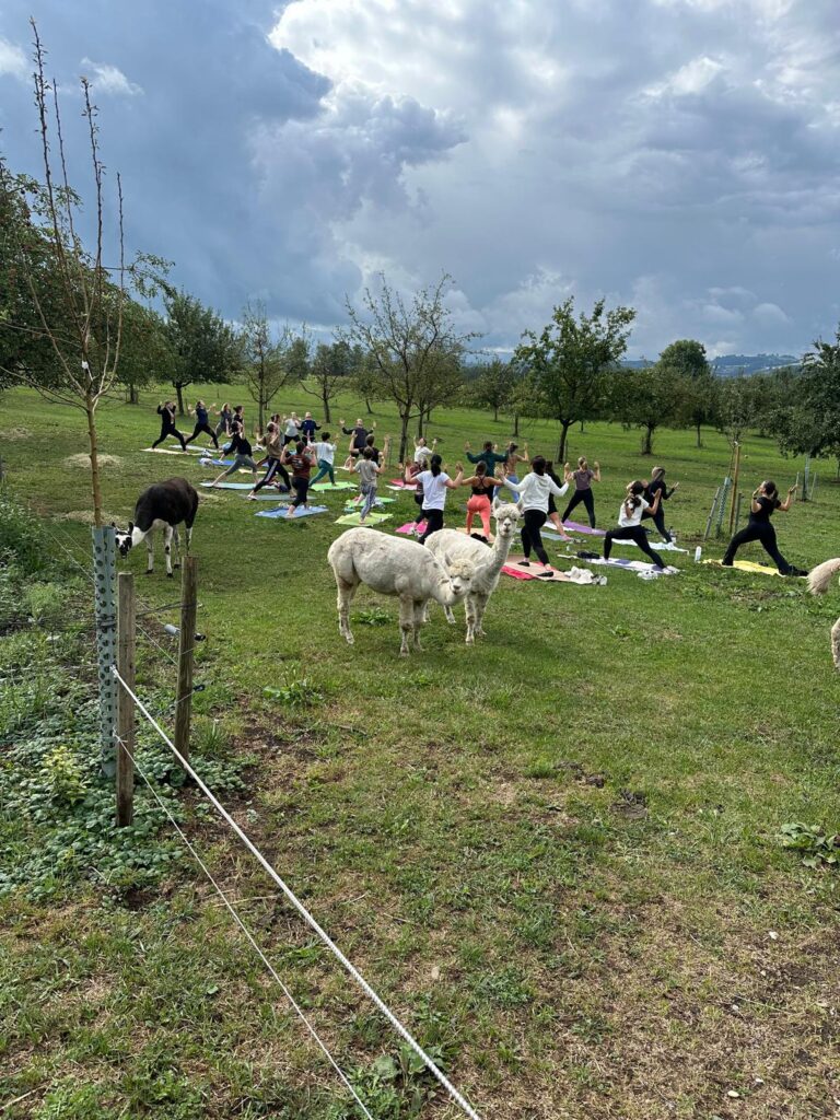 Lebenshof Aurelio: Alpaka Yoga