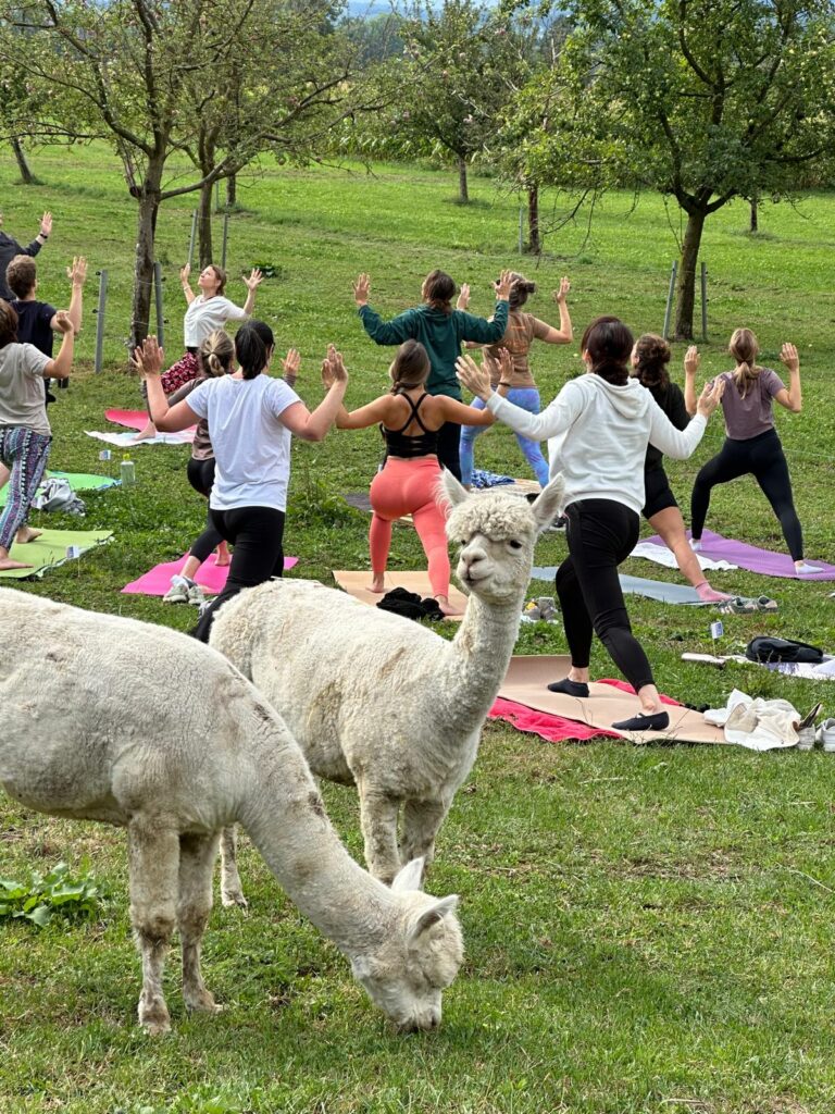 Lebenshof Aurelio: Alpaka Yoga