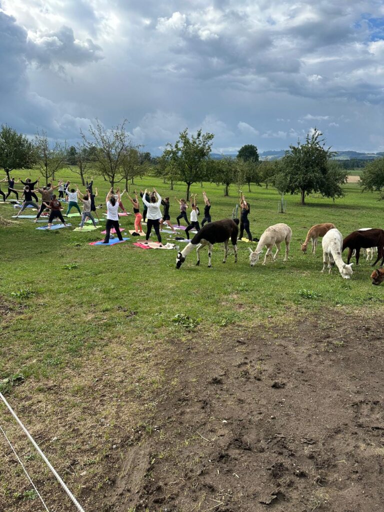 Lebenshof Aurelio: Alpaka Yoga