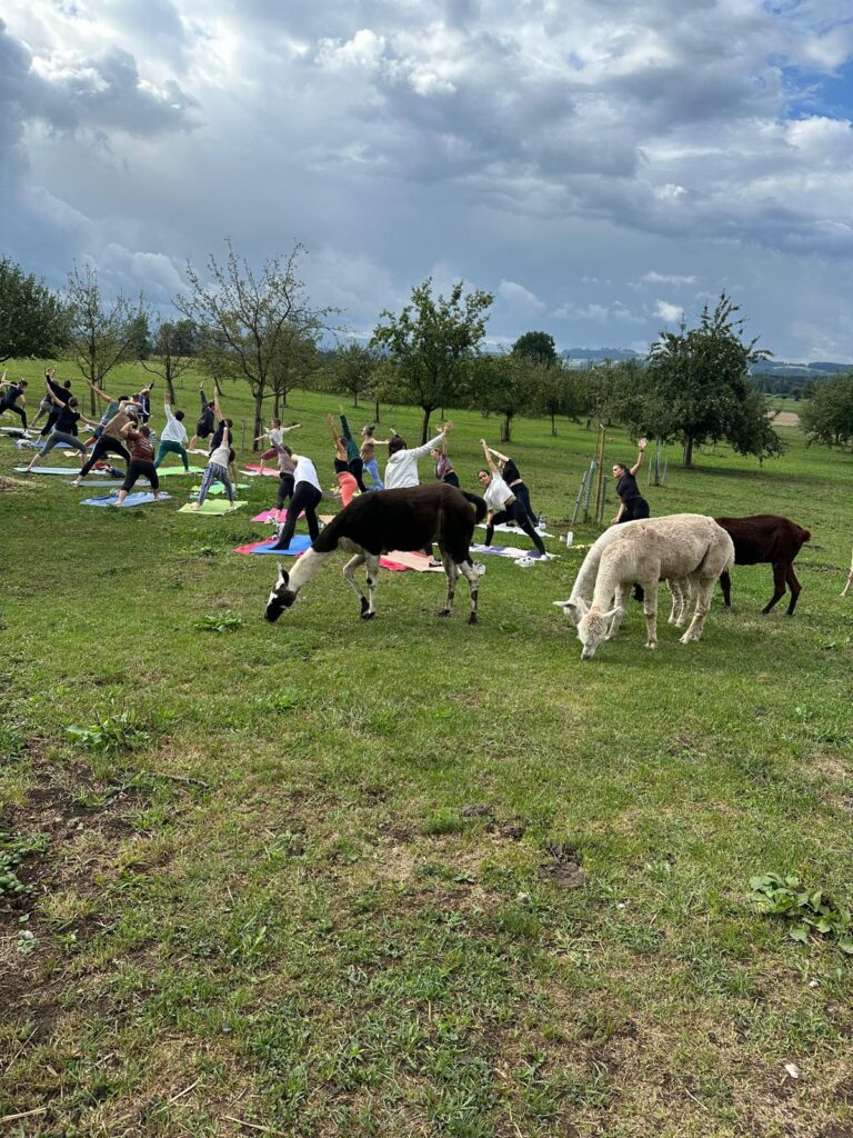 Lebenshof Aurelio: Alpaka Yoga