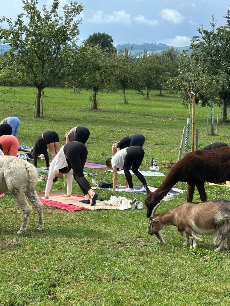 Lebenshof Aurelio: Alpaka Yoga