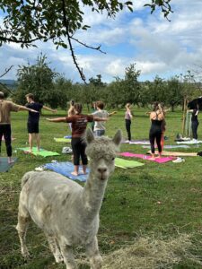 Lebenshof Aurelio: Alpaka Yoga