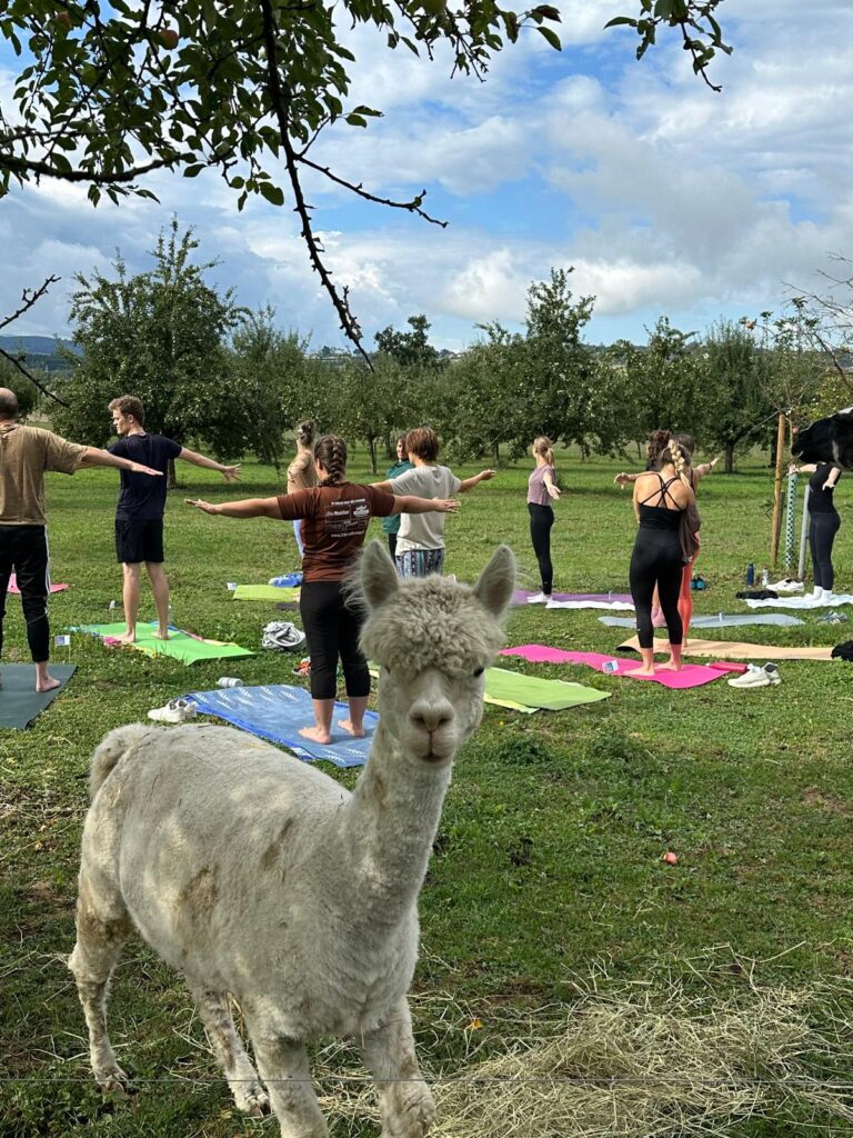 Lebenshof Aurelio: Alpaka Yoga