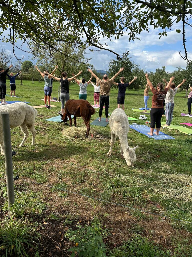 Lebenshof Aurelio: Alpaka Yoga