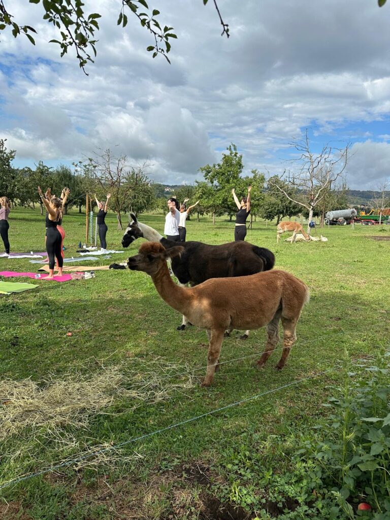 Lebenshof Aurelio: Alpaka Yoga