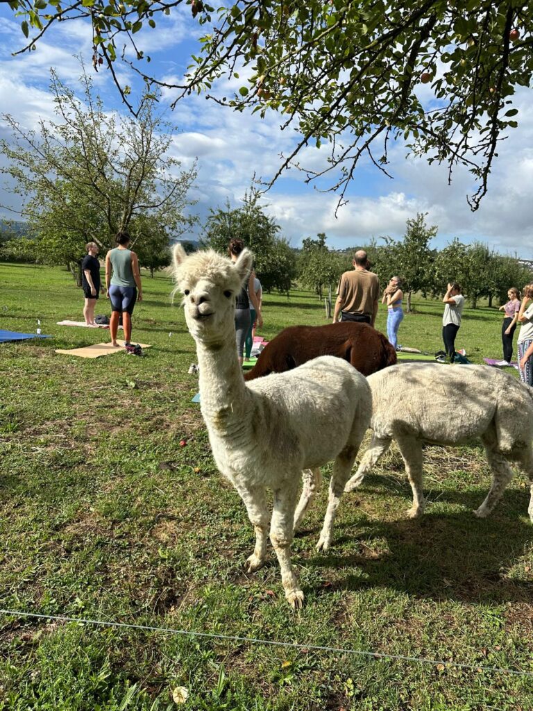 Lebenshof Aurelio: Alpaka Yoga