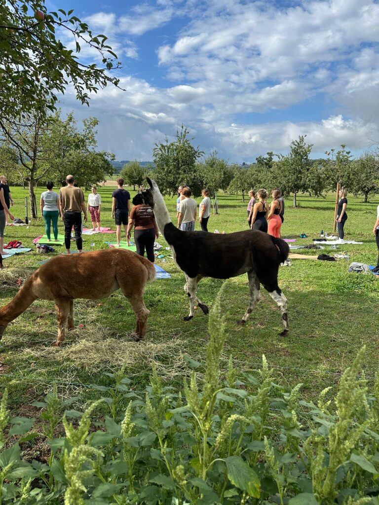 Lebenshof Aurelio: Alpaka Yoga