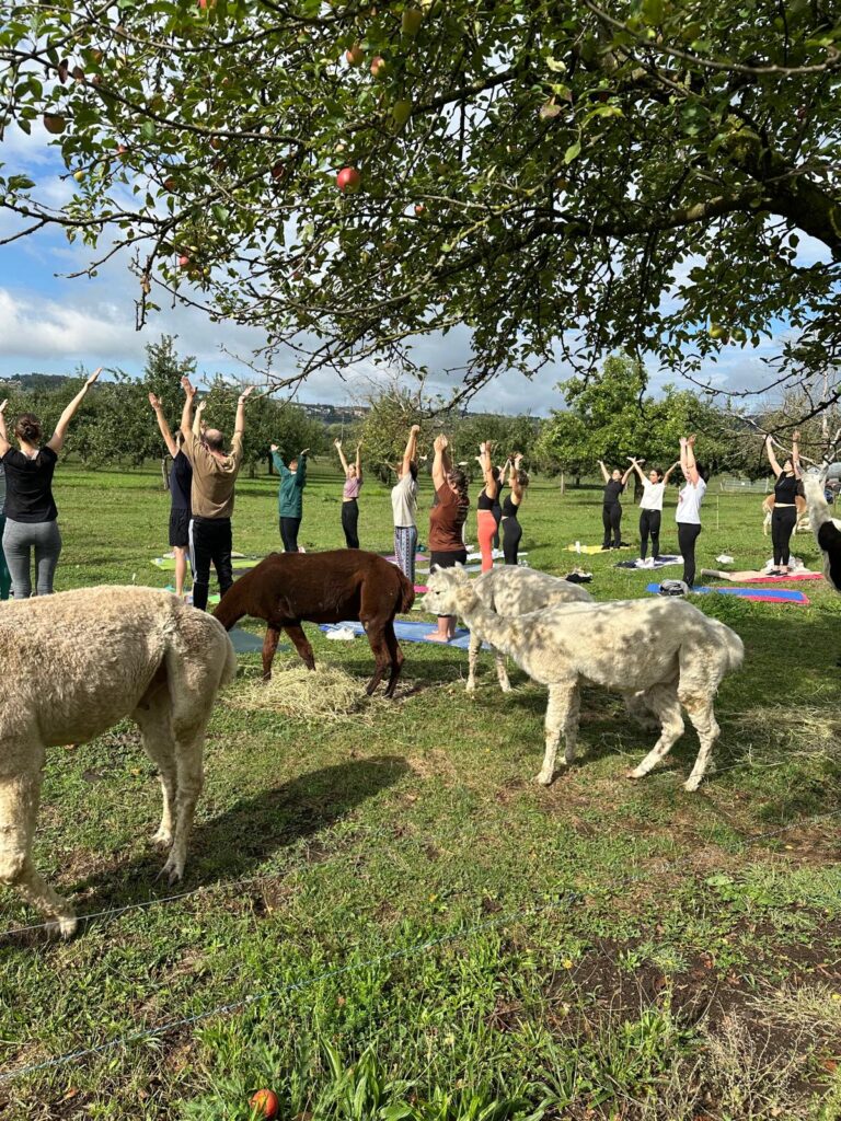 Lebenshof Aurelio: Alpaka Yoga
