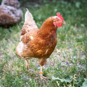 Lebenshof Aurelio: Henne Magic