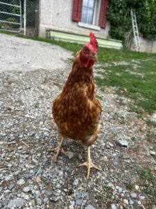 Lebenshof Aurelio: Huhn Isabelle