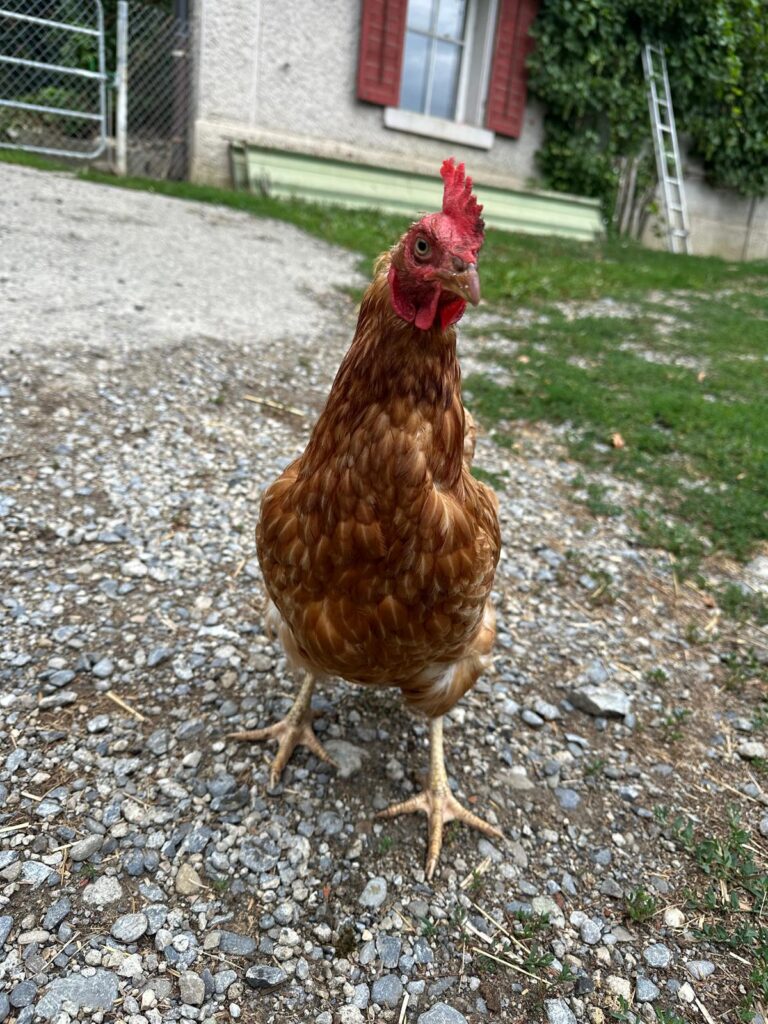 Lebenshof Aurelio: Huhn Isabelle