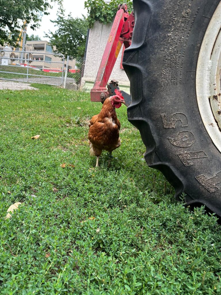 Lebenshof Aurelio: Huhn