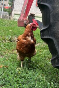 Lebenshof Aurelio: Huhn