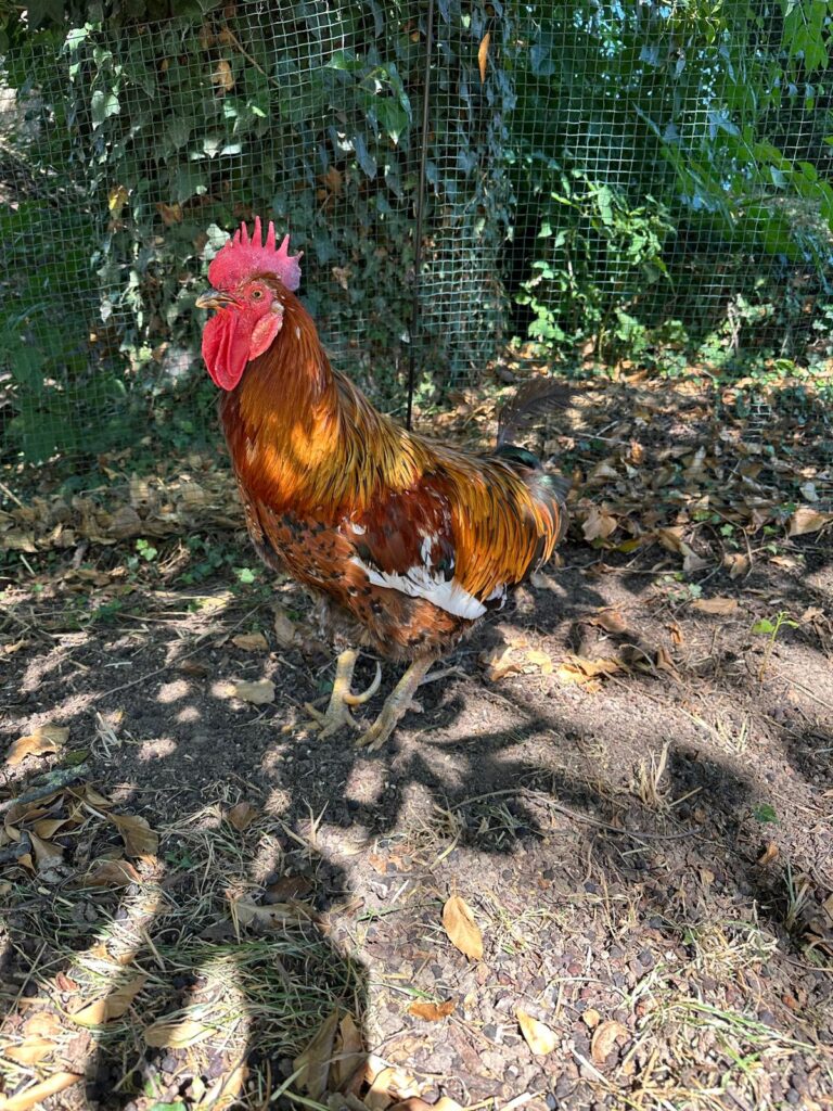 Lebenshof Aurelio: Hahn Pancho